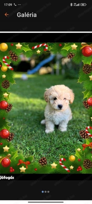 Maltipoo Törpe Fiúk eladók 