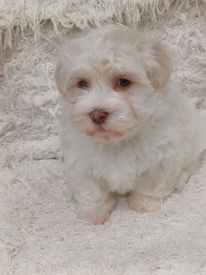 Arany-fehér színű bichon havanese - kép 4