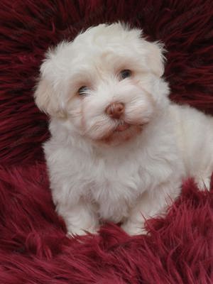 Arany-fehér színű bichon havanese