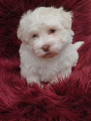 Arany-fehér színű bichon havanese - kép 3