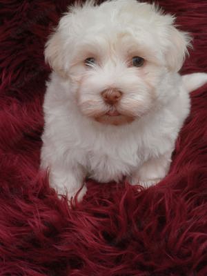 Arany-fehér színű bichon havanese - kép 2