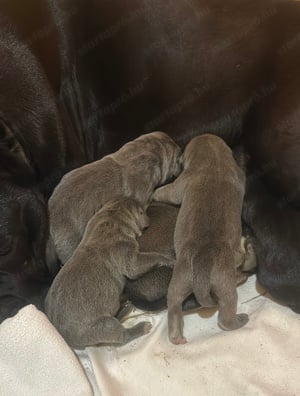 Cane Corso kölykök fulvo, szürke szinben garanciával tenyésztőtől eladók