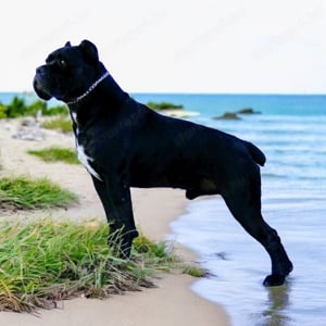 Cane Corso kölykök fulvo, szürke szinben garanciával tenyésztőtől eladók - kép 8