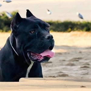 Cane Corso kölykök fulvo, szürke szinben garanciával tenyésztőtől eladók - kép 9