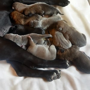 Cane Corso kölykök fulvo, szürke szinben garanciával tenyésztőtől eladók - kép 2