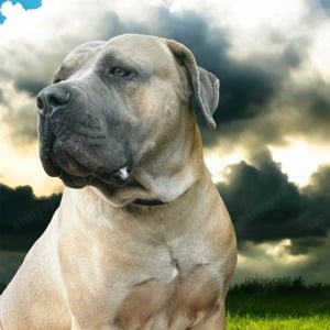 Cane Corso kölykök fulvo, szürke szinben garanciával tenyésztőtől eladók - kép 11