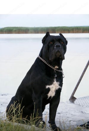 Cane Corso kölykök fulvo, szürke szinben garanciával tenyésztőtől eladók - kép 6