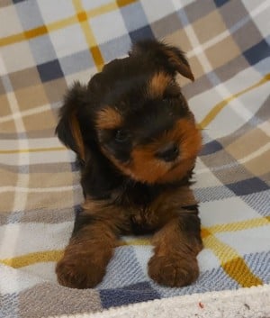 Yorkshire Terrier kislány