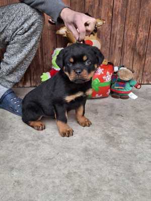 Hajdú-házi-rott kennel - kép 3