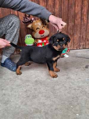 Hajdú-házi-rott kennel - kép 4