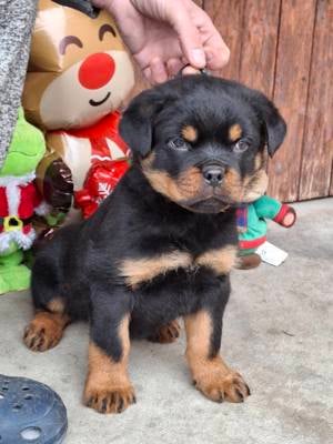 Hajdú-házi-rott kennel - kép 2