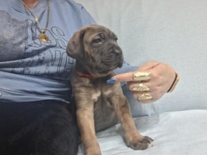 cane corso kiskuty k - kép 3