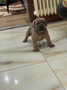 cane corso kiskuty k