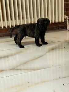 cane corso kiskuty k - kép 4