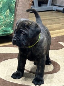 cane corso kiskuty k - kép 5