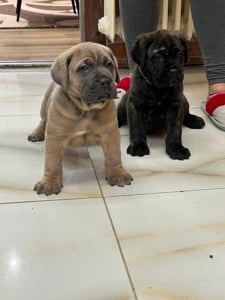 cane corso kiskuty k - kép 2