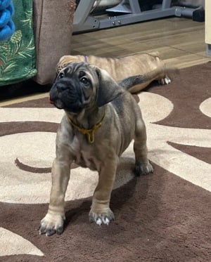 cane corso kiskuty k - kép 7