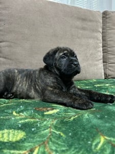 cane corso kiskuty k - kép 6