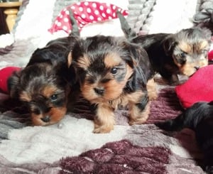 Yorkshire terrier kis kutyák - kép 3