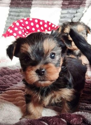 Yorkshire terrier kis kutyák - kép 4