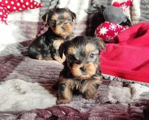 Yorkshire terrier kis kutyák - kép 2