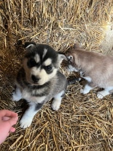 Eladó husky kiskutya