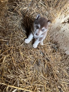 Eladó husky kiskutya - kép 3