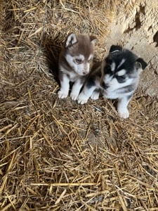 Eladó husky kiskutya - kép 4