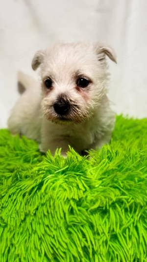 West Highland White Terrier  - kép 2