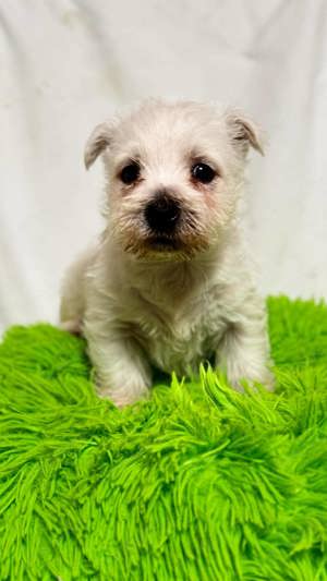 West Highland White Terrier 