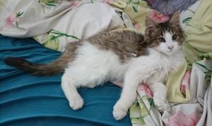 Maine coon kiscica