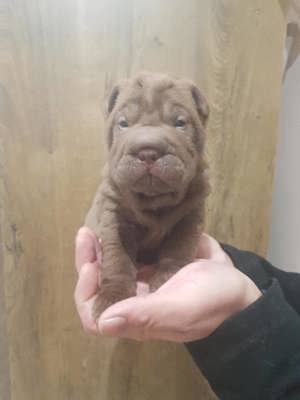 Eladó Shar Pei kölykök - kép 3