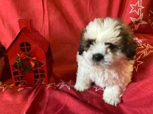 Tündéri Shih-tzu ( Shi -cu )kiskutyák eladók ! - kép 3