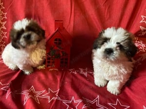 Tündéri Shih-tzu ( Shi -cu )kiskutyák eladók !