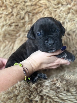 Cane Corso babák foglalhatók