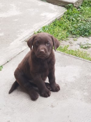 Labrador Csokoládé lányok eladók 