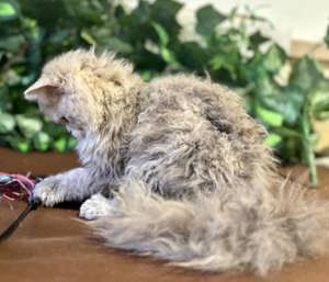 Eladó tenyésztőtől Selkirk Rex Longhair göndör szőrű cica - kép 4