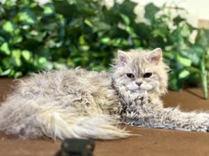 Eladó tenyésztőtől Selkirk Rex Longhair göndör szőrű cica - kép 2