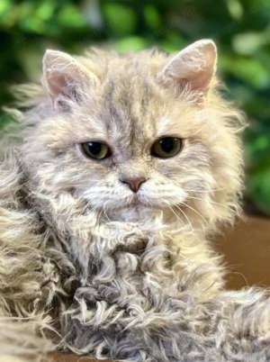 Eladó tenyésztőtől Selkirk Rex Longhair göndör szőrű cica