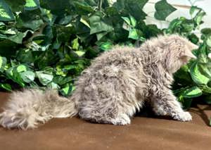 Eladó tenyésztőtől Selkirk Rex Longhair göndör szőrű cica - kép 6