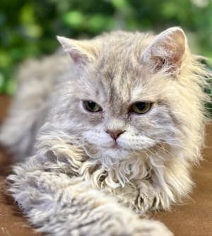 Eladó tenyésztőtől Selkirk Rex Longhair göndör szőrű cica - kép 5