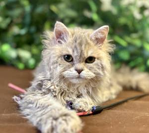 Eladó tenyésztőtől Selkirk Rex Longhair göndör szőrű cica - kép 3