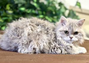 Eladó tenyésztőtől Selkirk Rex Longhair göndör szőrű cica - kép 7