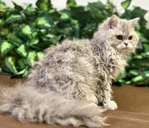 Eladó tenyésztőtől Selkirk Rex Longhair göndör szőrű cica - kép 10