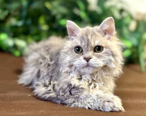 Eladó tenyésztőtől Selkirk Rex Longhair göndör szőrű cica - kép 9