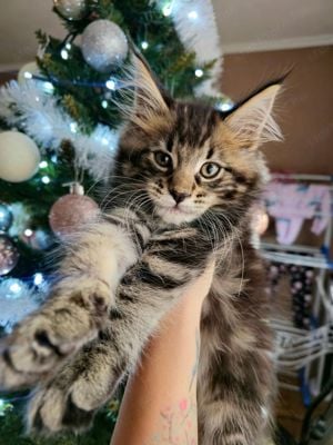 Maine coon kiscica