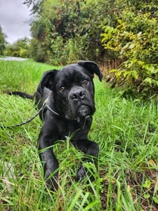 8 hónapos Cane Corso elvihető ingyen