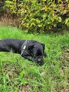 8 hónapos Cane Corso elvihető ingyen - kép 2