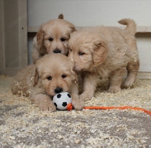 Golden retriver kiskutyák - kép 6