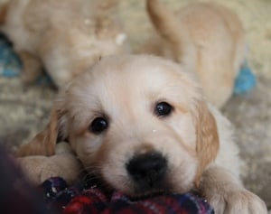 Golden retriver kiskutyák - kép 2